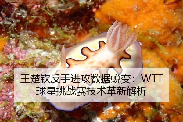 王楚钦反手进攻数据蜕变：WTT球星挑战赛技术革新解析