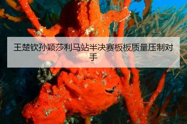 wang-chu-qin-sun-ying-sha-li-ma-zhan-ban-jue-sai-ban-ban-zhi-liang-ya-zhi-dui-shou-3-184.jpg